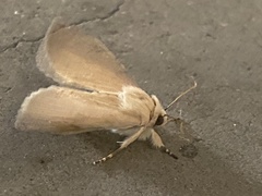 Litoprosopus coachella