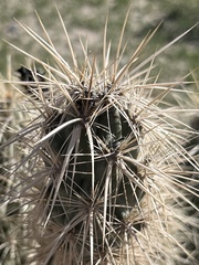 Grusonia kunzei