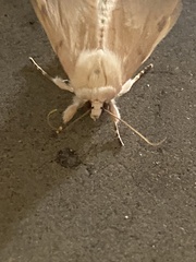 Litoprosopus coachella