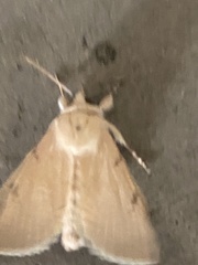 Litoprosopus coachella