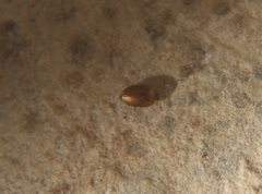 Sericoderus
