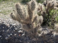 Grusonia kunzei