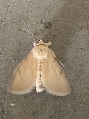 Litoprosopus coachella