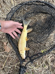 Moxostoma erythrurum