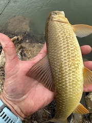 Moxostoma erythrurum