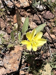 Oenothera primiveris