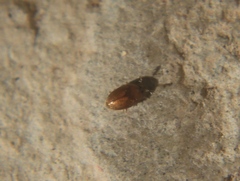 Sericoderus