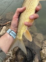 Moxostoma erythrurum