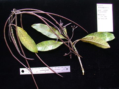 Alstonia costata