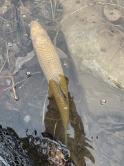 Moxostoma erythrurum