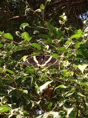 Papilio garamas