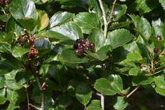 Crataegus gaylussacia
