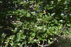 Crataegus gaylussacia