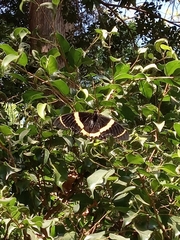Papilio garamas