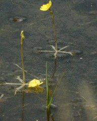 Utricularia radiata