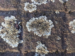 Phaeophyscia adiastola