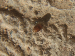 Sericoderus