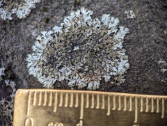 Phaeophyscia adiastola