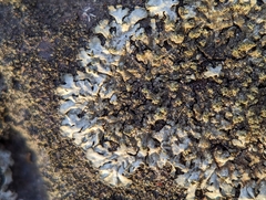 Phaeophyscia adiastola