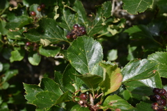 Crataegus gaylussacia