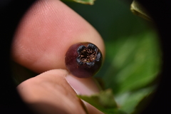 Crataegus gaylussacia