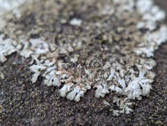 Phaeophyscia adiastola