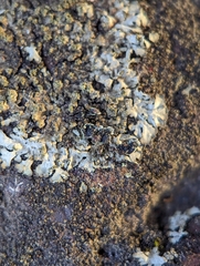 Phaeophyscia adiastola