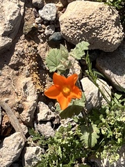 Sphaeralcea coulteri