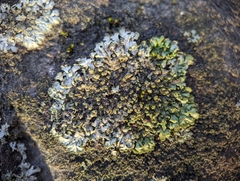 Phaeophyscia adiastola