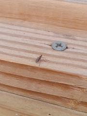 Sciaroidea