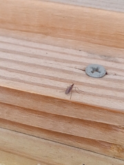 Sciaroidea