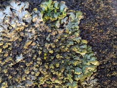 Phaeophyscia adiastola