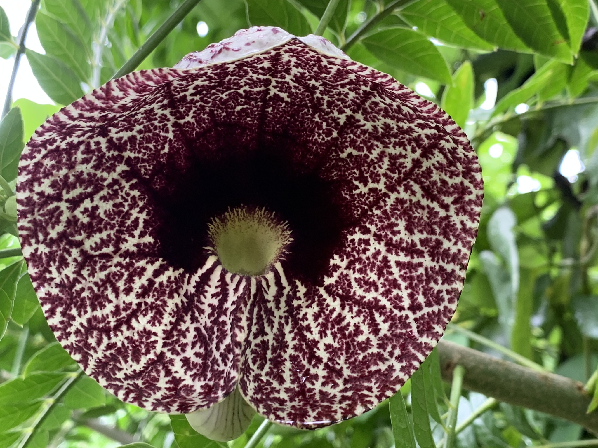 Aristolochia image