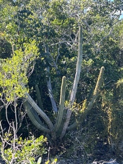 Pilosocereus