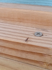Sciaroidea