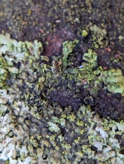 Phaeophyscia adiastola