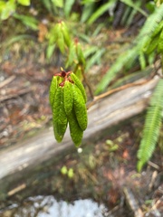 Rhododendron groenlandicum
