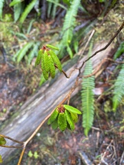 Rhododendron groenlandicum