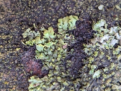 Phaeophyscia adiastola