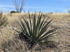 Agave palmeri