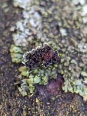 Phaeophyscia adiastola