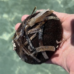 Clypeaster rosaceus
