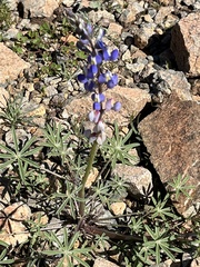 Lupinus sparsiflorus