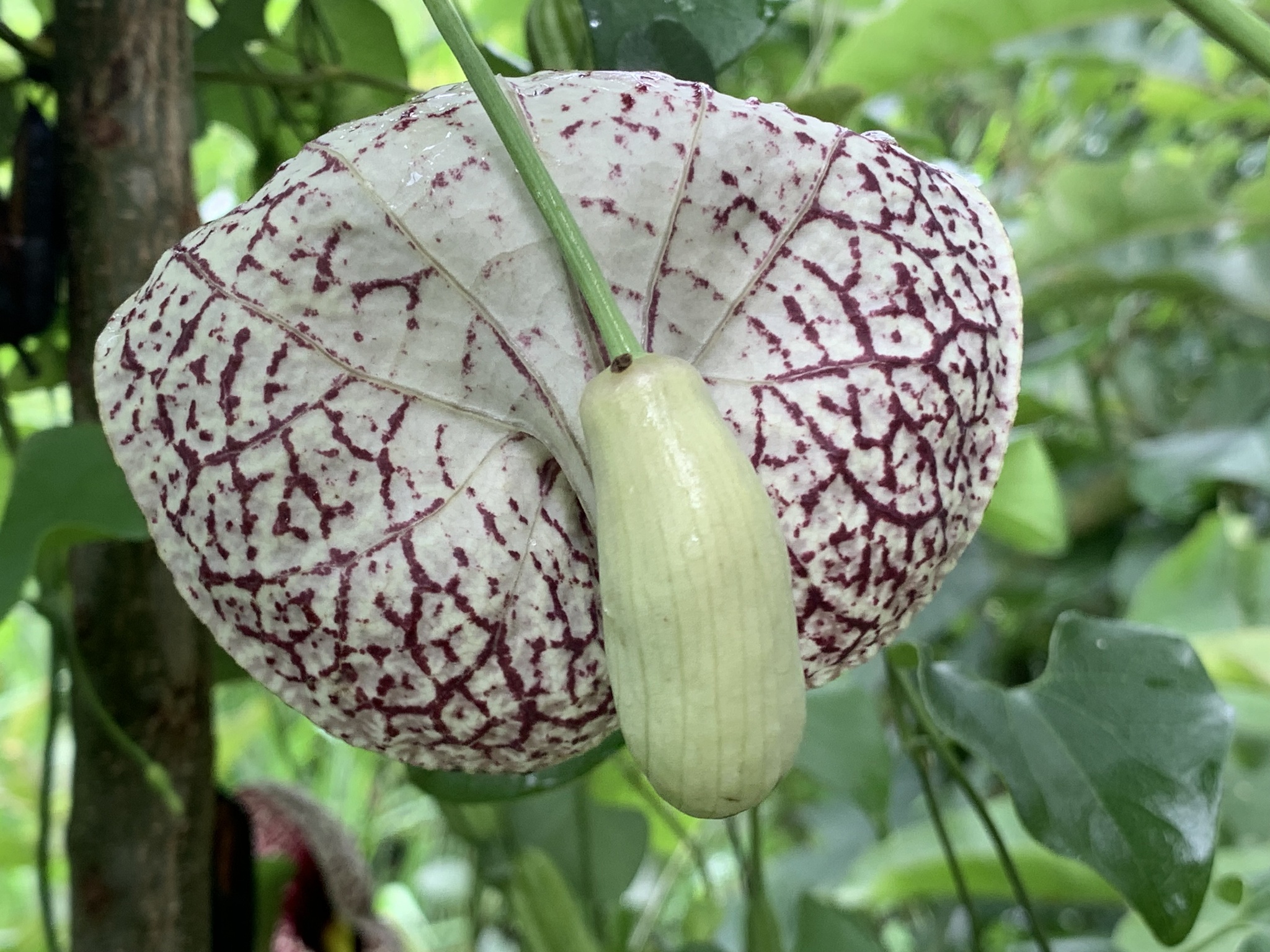 Aristolochia littoralis image