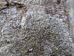 Hyperphyscia adglutinata