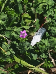Geranium molle
