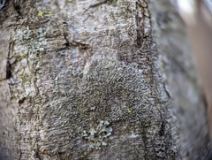 Hyperphyscia adglutinata