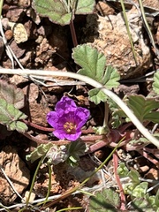 Erodium texanum