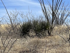 Yucca baccata