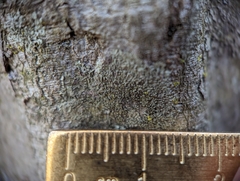 Hyperphyscia adglutinata